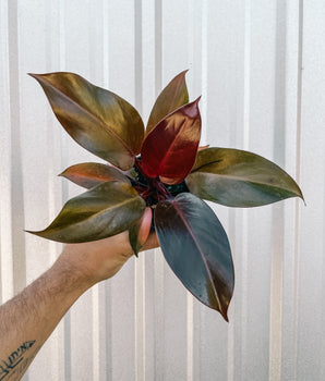 4" Philodendron 'Sun Red'