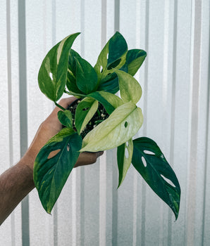 4" Variegated Monstera Adansonii 'Narrow Form'