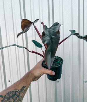5" Philodendron ‘Dark Lord’