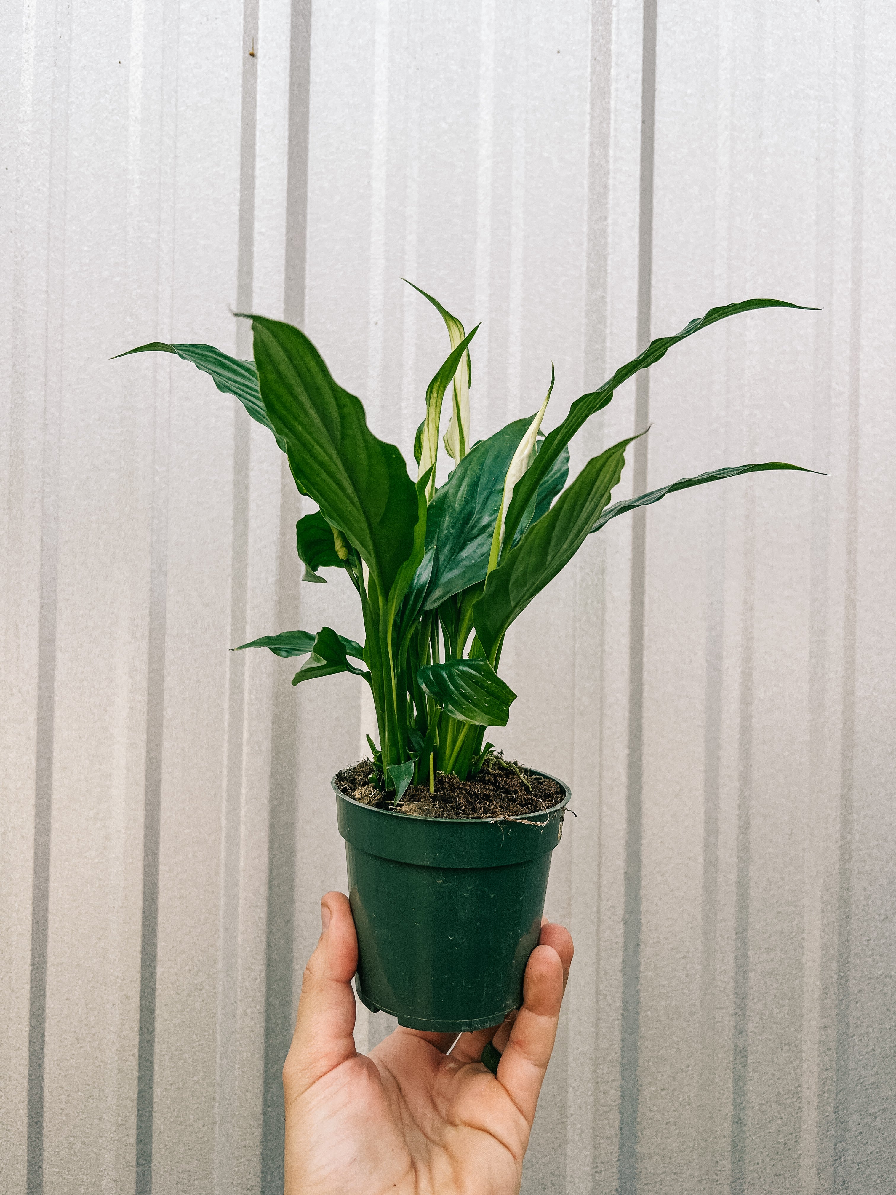 spathiphyllum flower bunch peace lily 4" Spathiphyllum 'Flower Bunch'