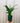 4" Spathiphyllum 'Flower Bunch'