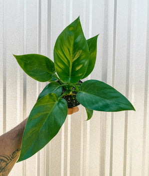 4" Philodendron 'Giganteum'