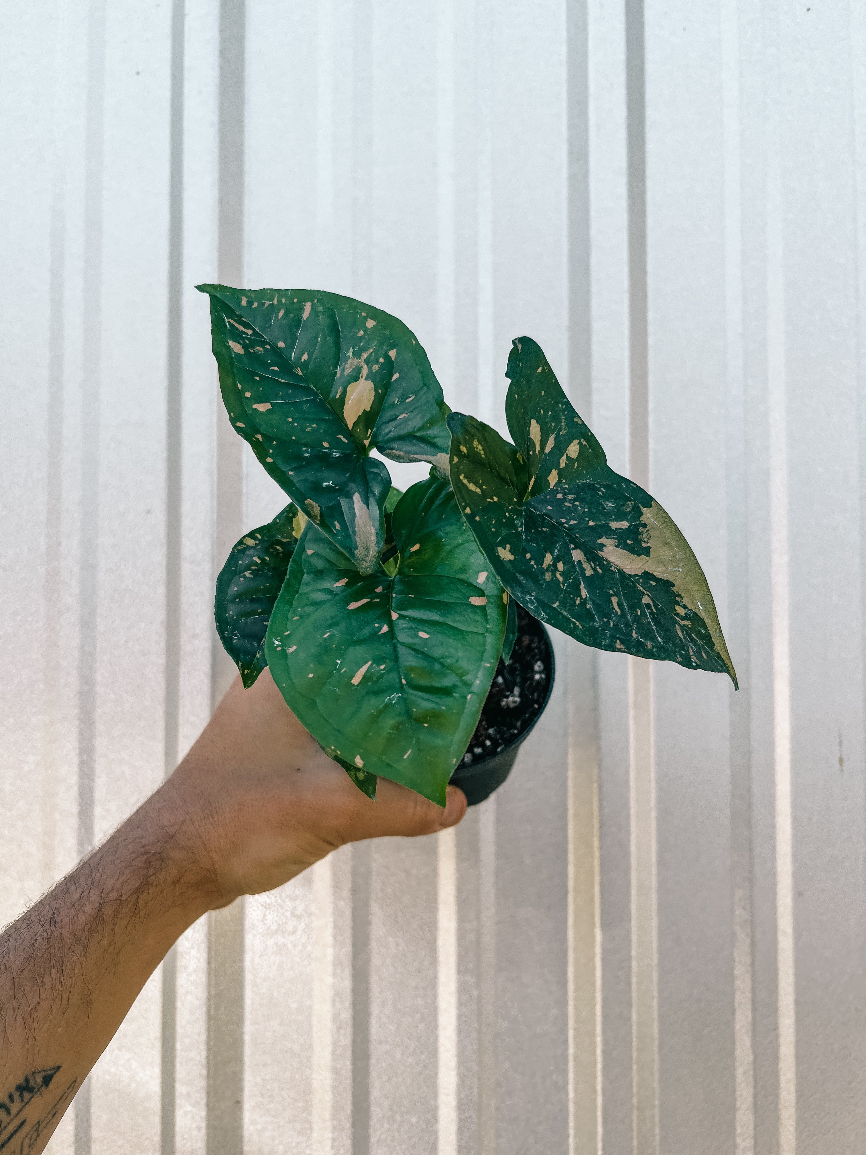 syngonium plant indoor 4" Syngonium 'Pink Speck'