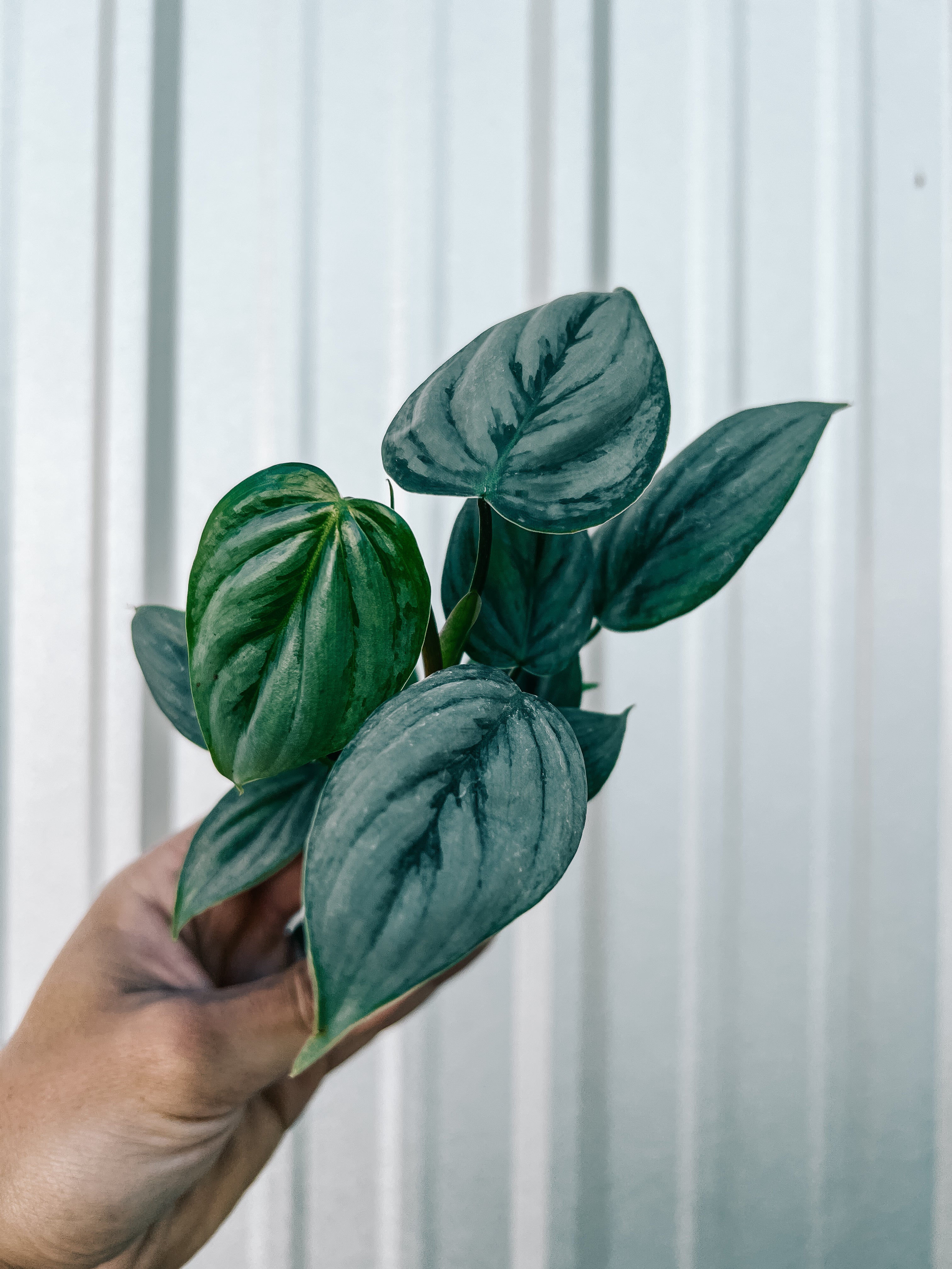 philodendron sodoroi 2" Philodendron 'Sodiroi' – BWH Plant Co