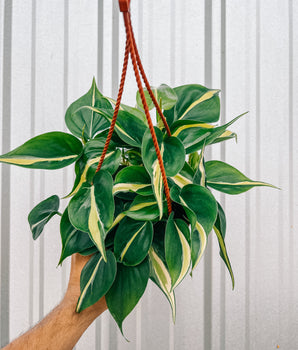 6" Philodendron 'Silver Stripe' (Hanging Basket)
