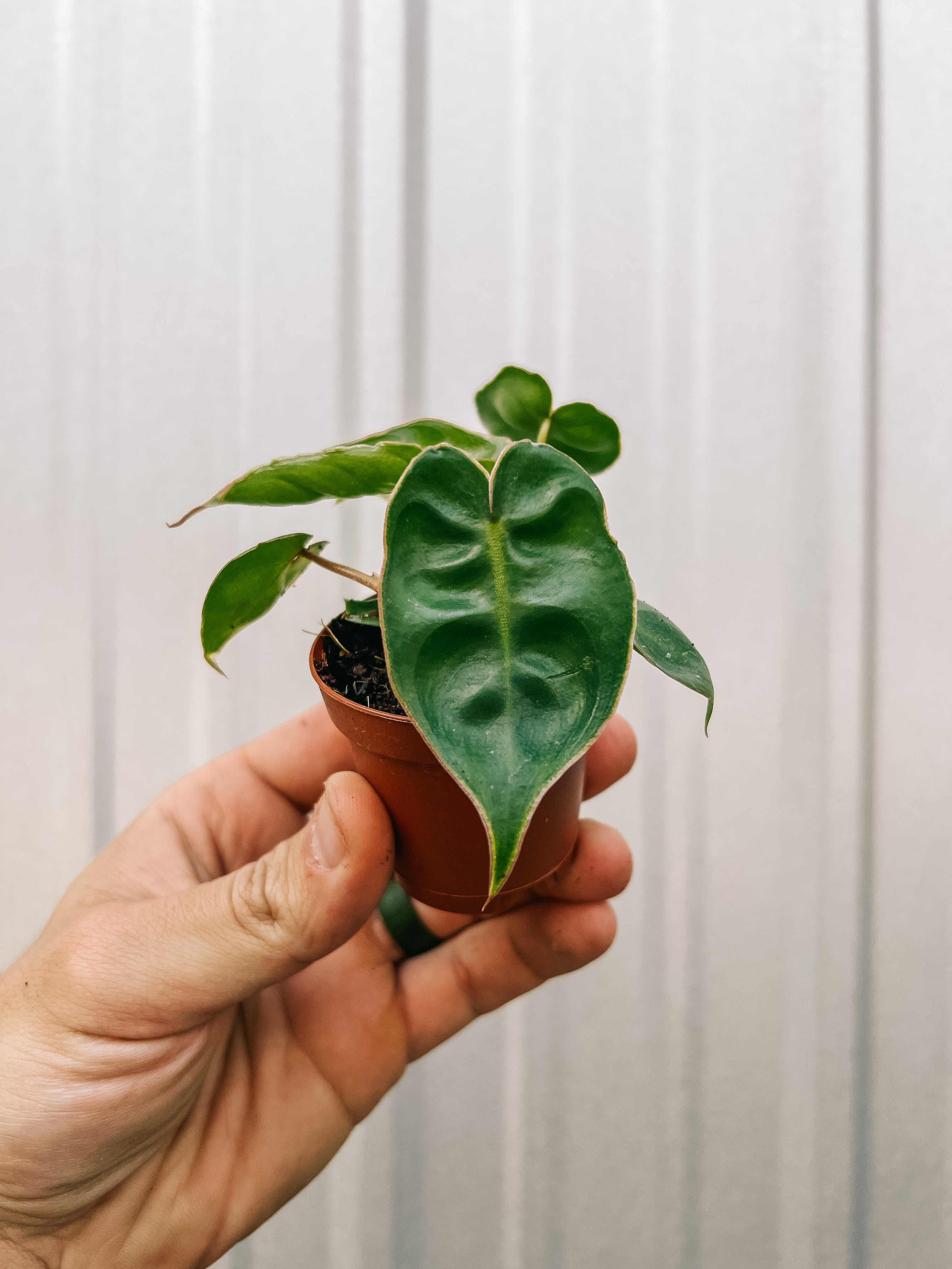 philodendron billietiae baby 2" Philodendron 'Billietiae' – BWH Plant Co