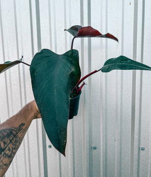 5" Philodendron ‘Dark Lord’