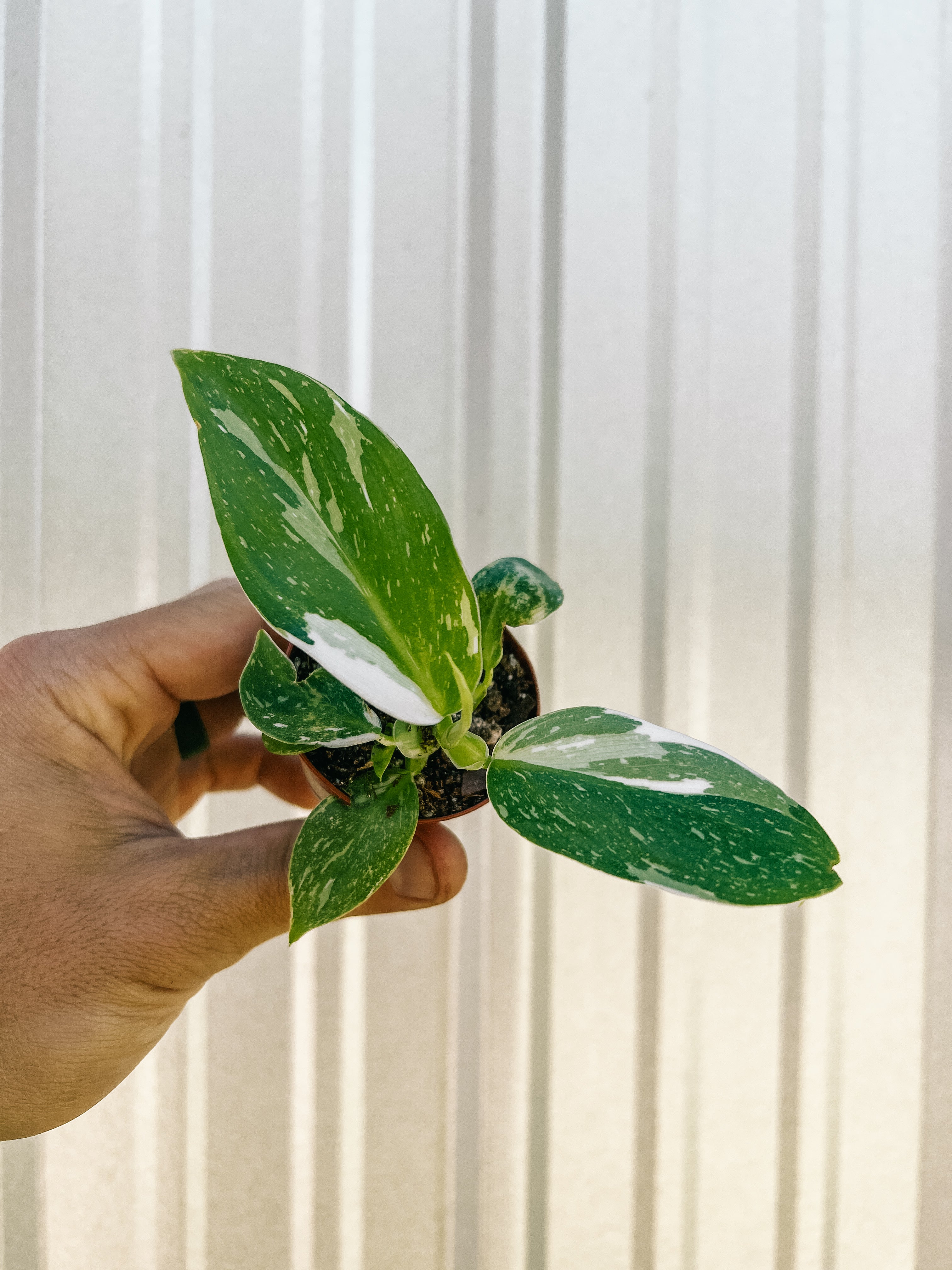 white wizzard philodendron 2" Philodendron 'White Wizard' – BWH Plant Co
