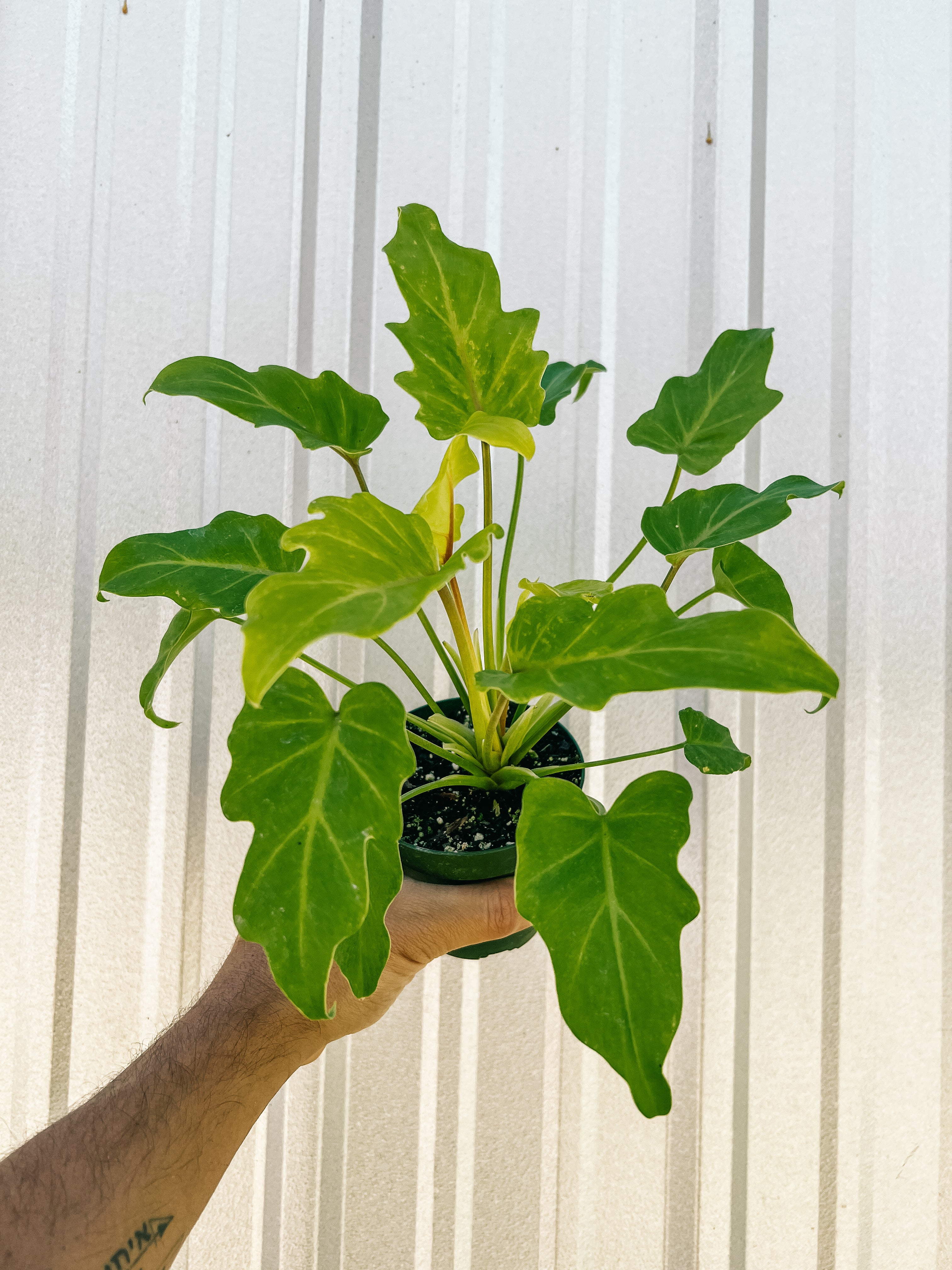 xanadu philodendron yellow leaves 4” Philodendron 'Golden Xanadu'