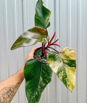 4" Philodendron 'Strawberry Shake'