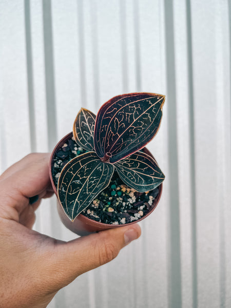 image_fba50c08-8de8-4005-8d09-