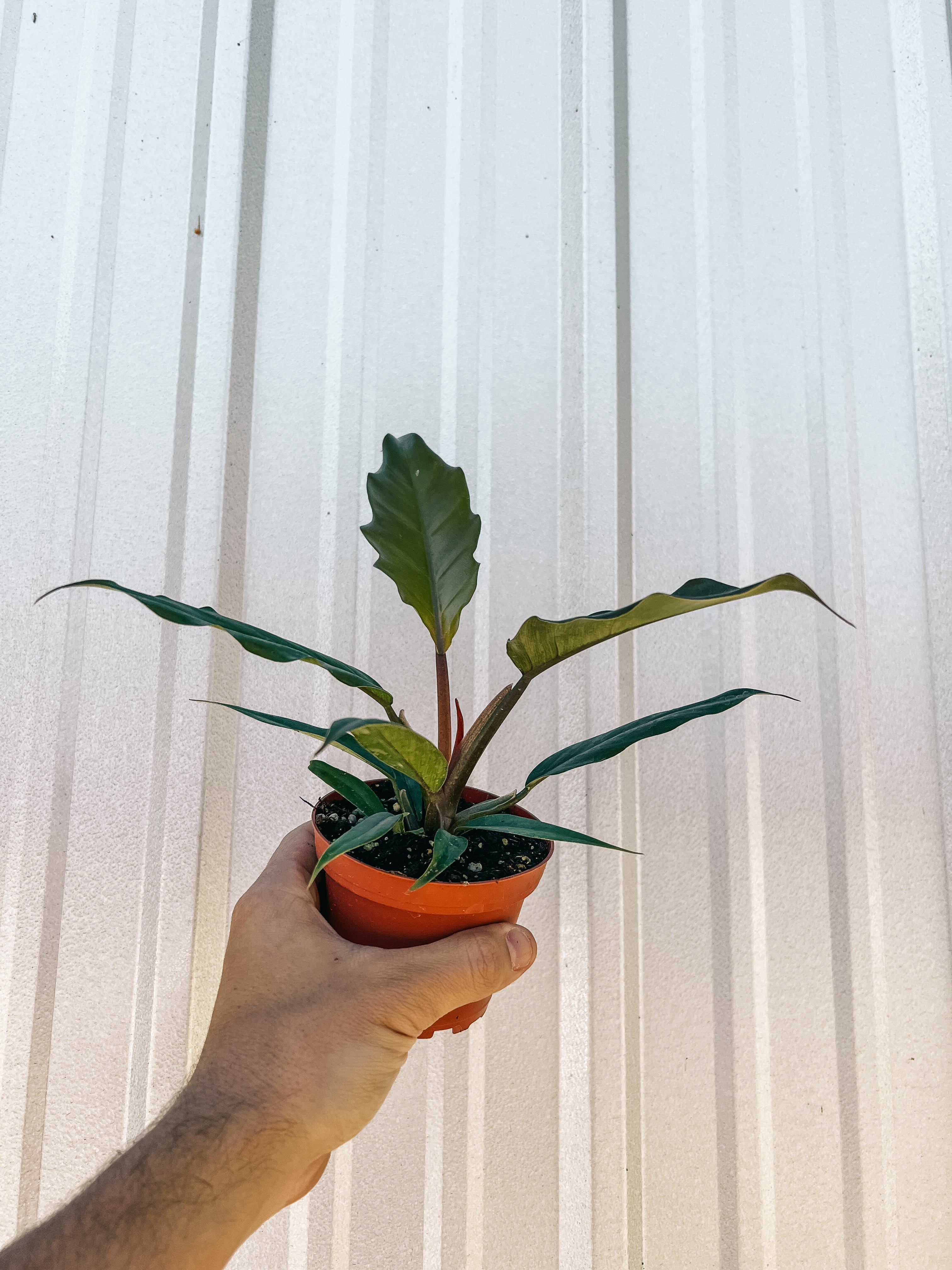 4" Philodendron 'Choco Empress'