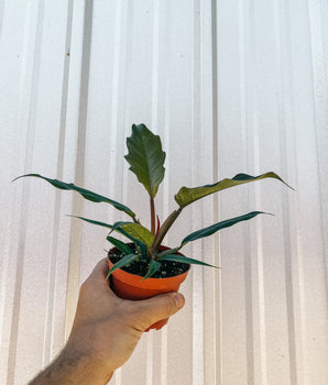 4" Philodendron 'Choco Empress'