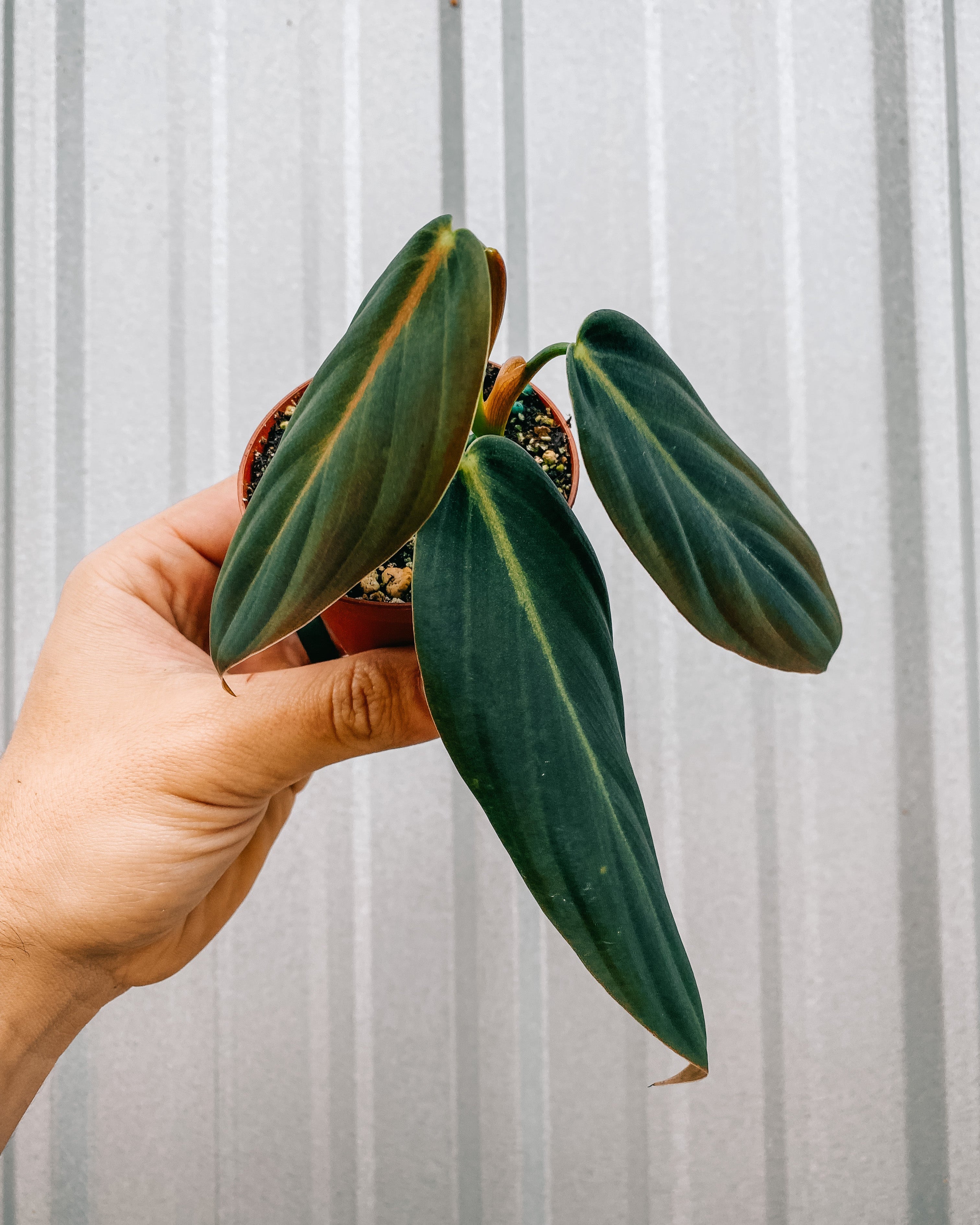 philodendron gigas for sale 3" Philodendron 'Gigas' – BWH Plant Co