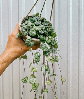 4.5" Ceropegia Woodii 'String of Hearts' (Hanging Basket)