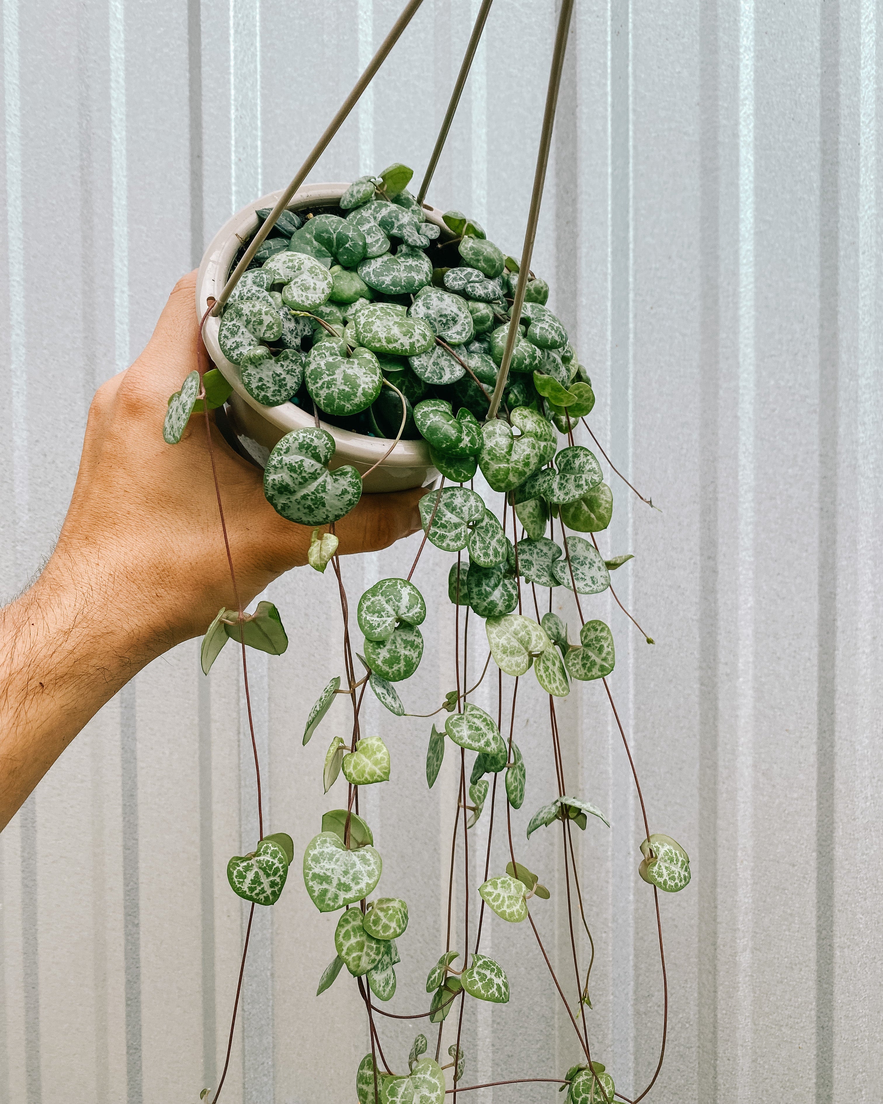 hanging plant heart 4.5" Ceropegia Woodii 'String of Hearts' (Hanging Basket) – BWH Plant Co