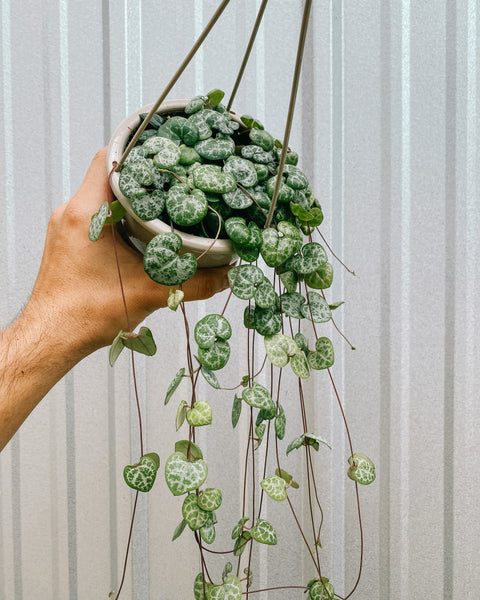 earnest hearts plants　✕　kikko 　BOLT 4.