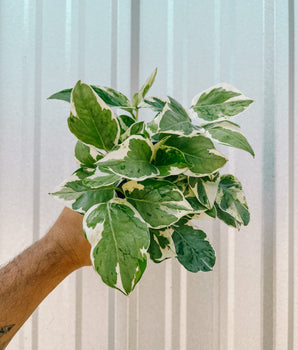 A person holding a 4-inch Pothos 'Pearls and Jade' plant with variegated white and green leaves.