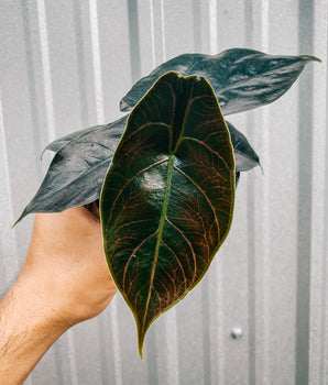 A hand holding a Alocasia 'Azlanii' plant with glossy, iridescent, deep green to purple leaves against a metal background.