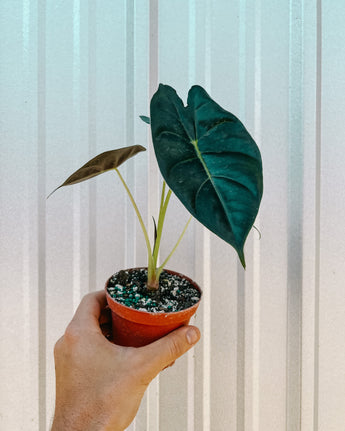 A hand holding a potted Alocasia 'Golden Bone' plant with rich golden hued stems and green leaves against a striped background.