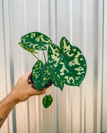 A hand holding a 4-inch Alocasia 'Hilo Beauty' plant with green and white patterned leaves against a metal background.