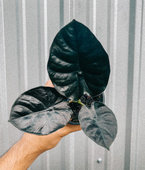 4" Alocasia 'Infernalis'