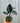 4" Alocasia 'Infernalis'