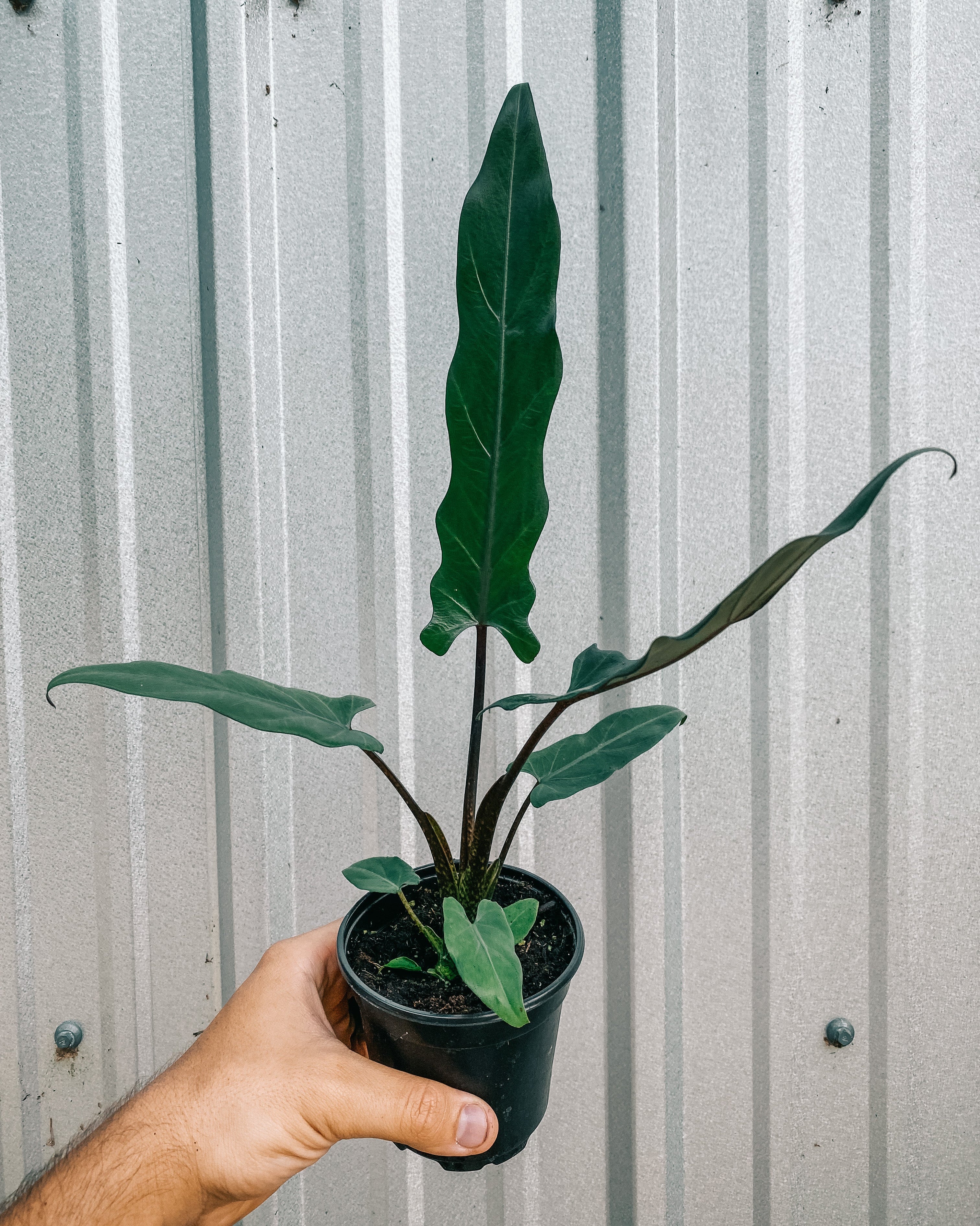 philodendron purple sword 4" Alocasia Lauterbachiana 'Purple Sword'