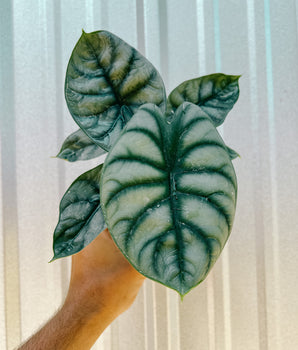 Hand holding an Alocasia 'Silver Dragon' plant against a metal background