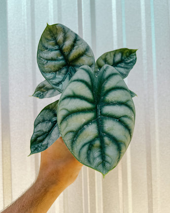 Hand holding an Alocasia 'Silver Dragon' plant against a metal background