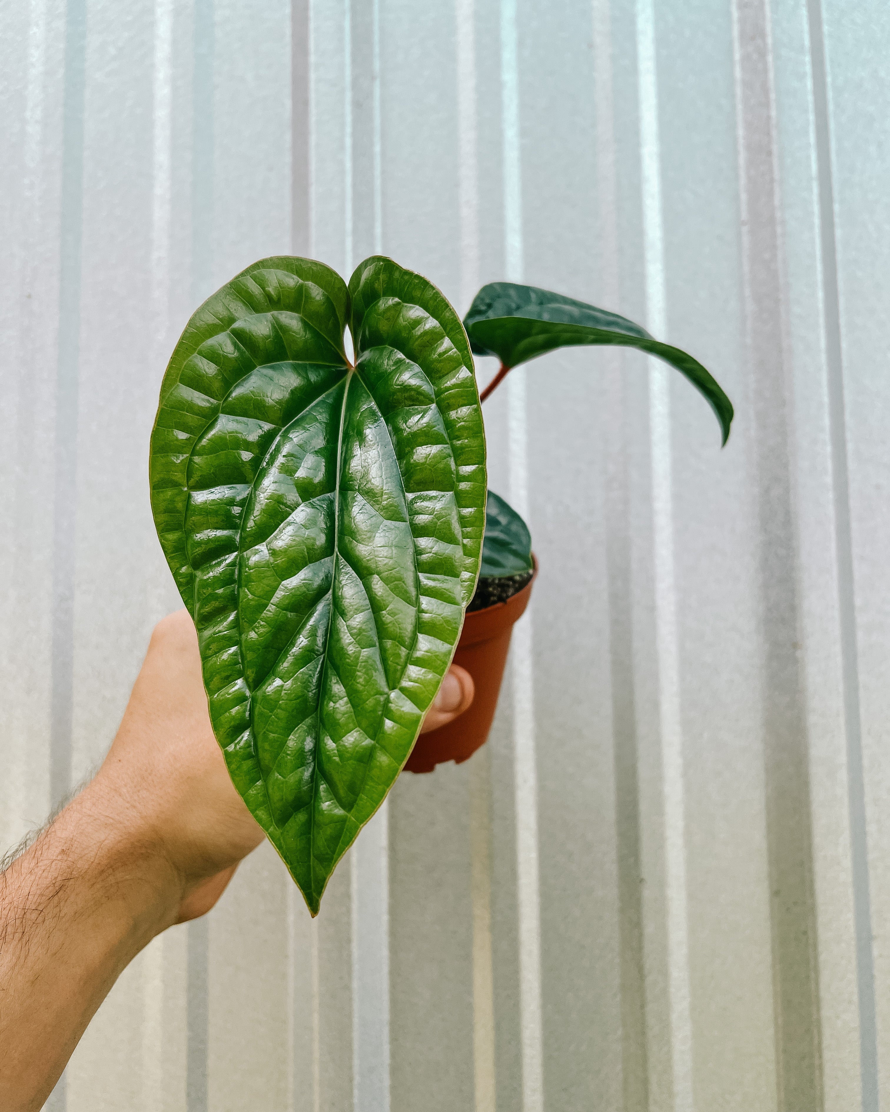 anthurium luxurians radicans 4" Anthurium 'Radicans x Luxurians'