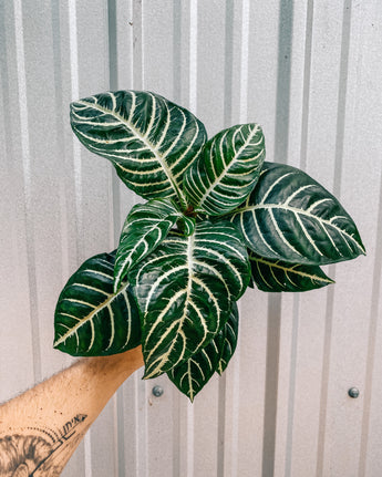 A person holding a 4-inch Aphelandra 'Zebra Plant' with bold, dark green leaves with striking white veins.