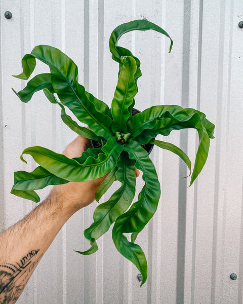 bird's nest philodendrons 4" Birds Nest Fern 'Hurricane'