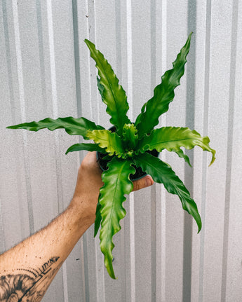 A person holding a 4-inch Birds Nest Fern plant with bright green fronds against a metal background.