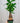 4" Braided Money Tree