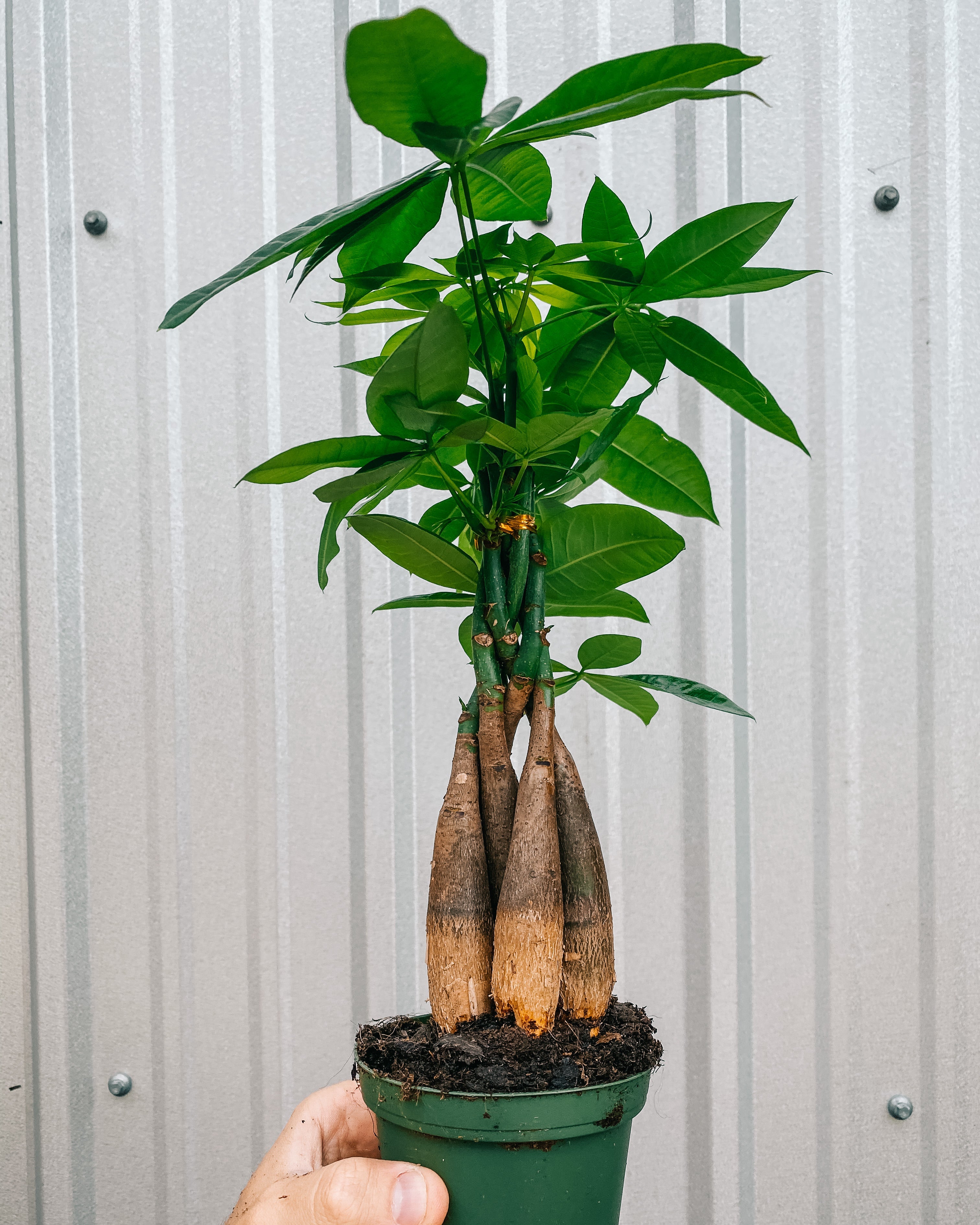 money tree on 120th and washington 4" Braided Money Tree – BWH Plant Co