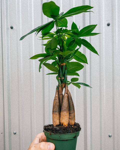 bamboo money tree 4