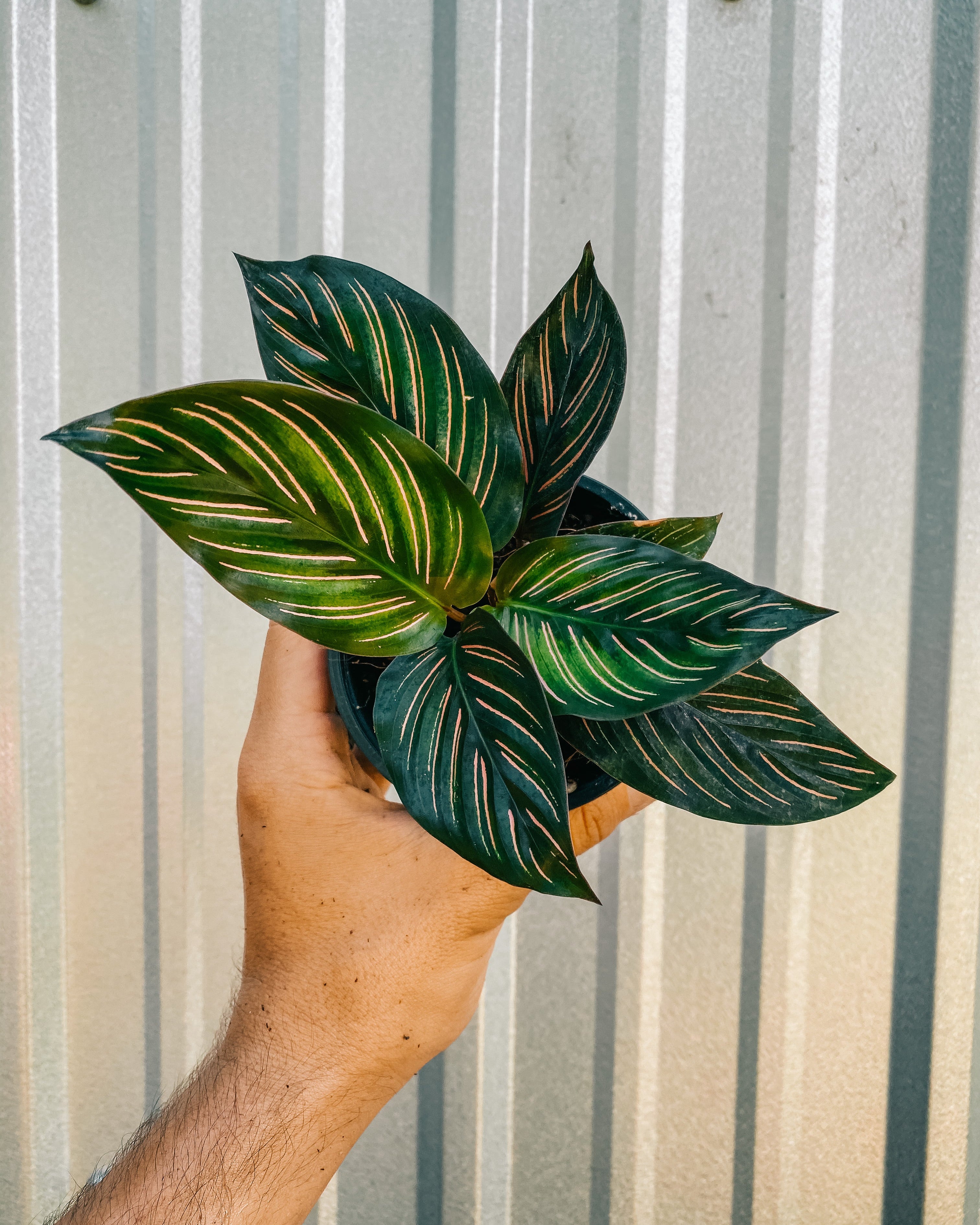 prayer plant beauty star 4" Calathea 'Beauty Star'