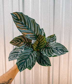 4" Calathea Ornata 'Pin Stripe'