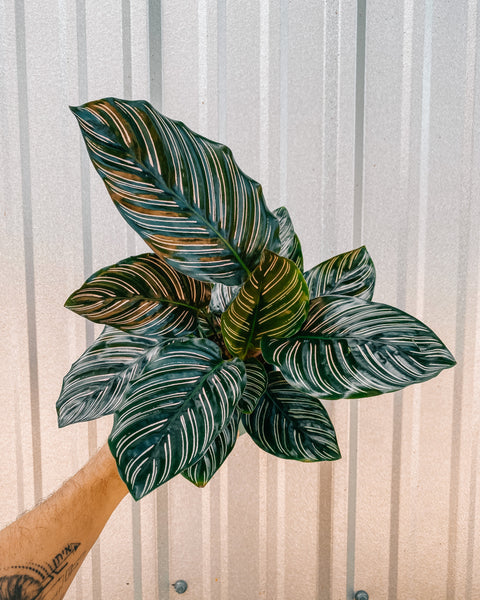 calathea white stripes 4
