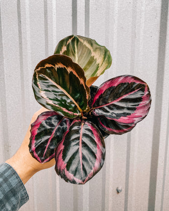 Hand holding a colorful calathea plant against a metal background
