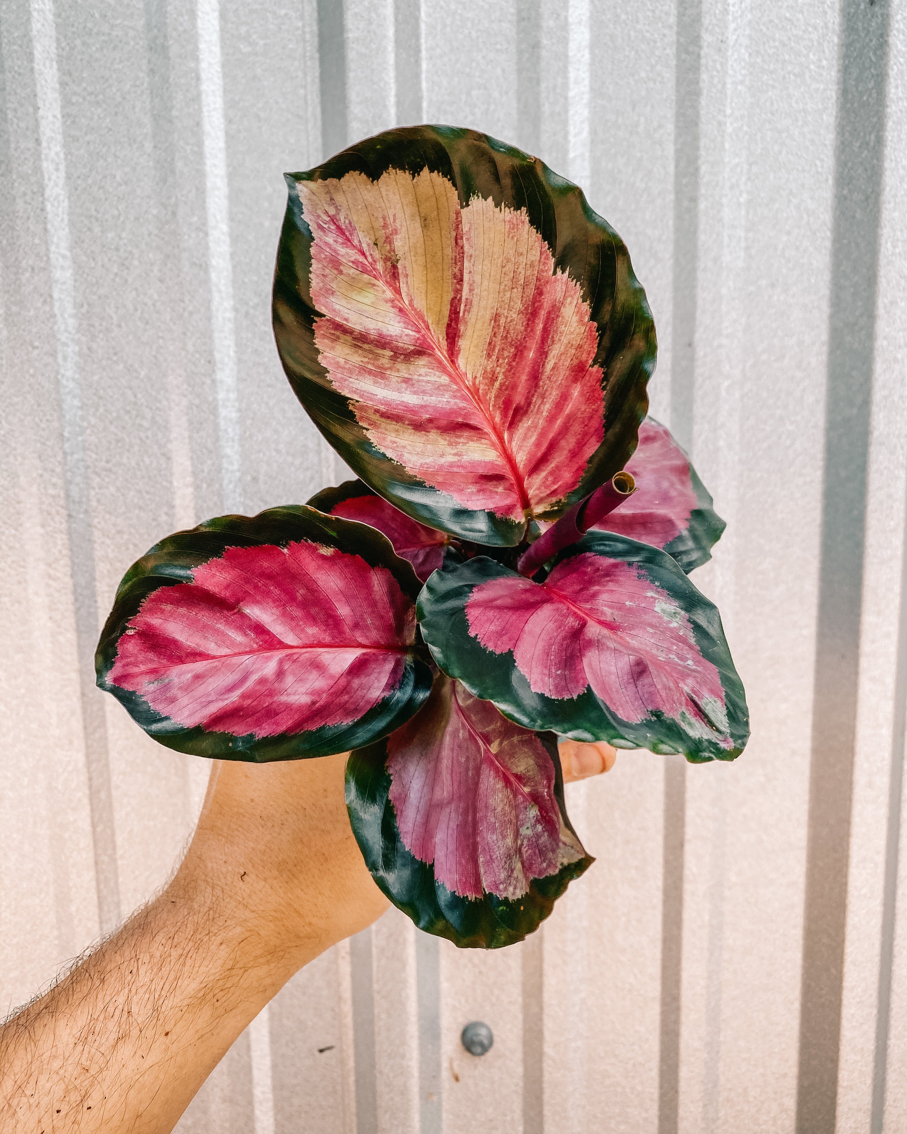 house plant with pink and green leaves 4" Calathea 'Rosy' – BWH Plant Co