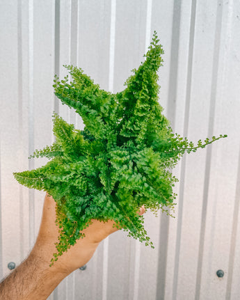 A person holding a 4-inch Cotton Candy Fern with soft, feathery fronds.