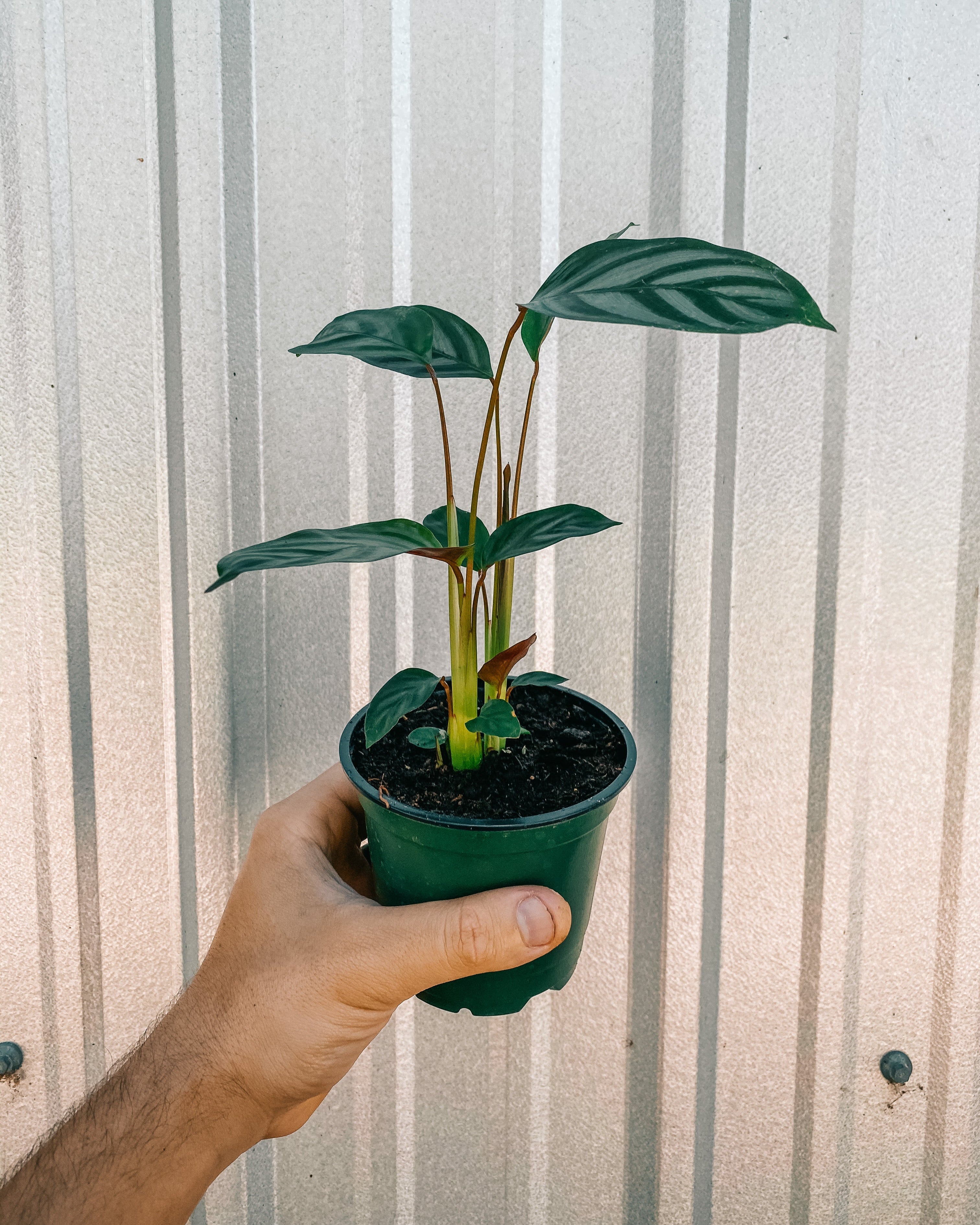 ctenanthe indoor plant 4" Ctenanthe 'Exotica' – BWH Plant Co