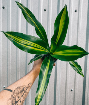 4" Dracaena 'Giganta'