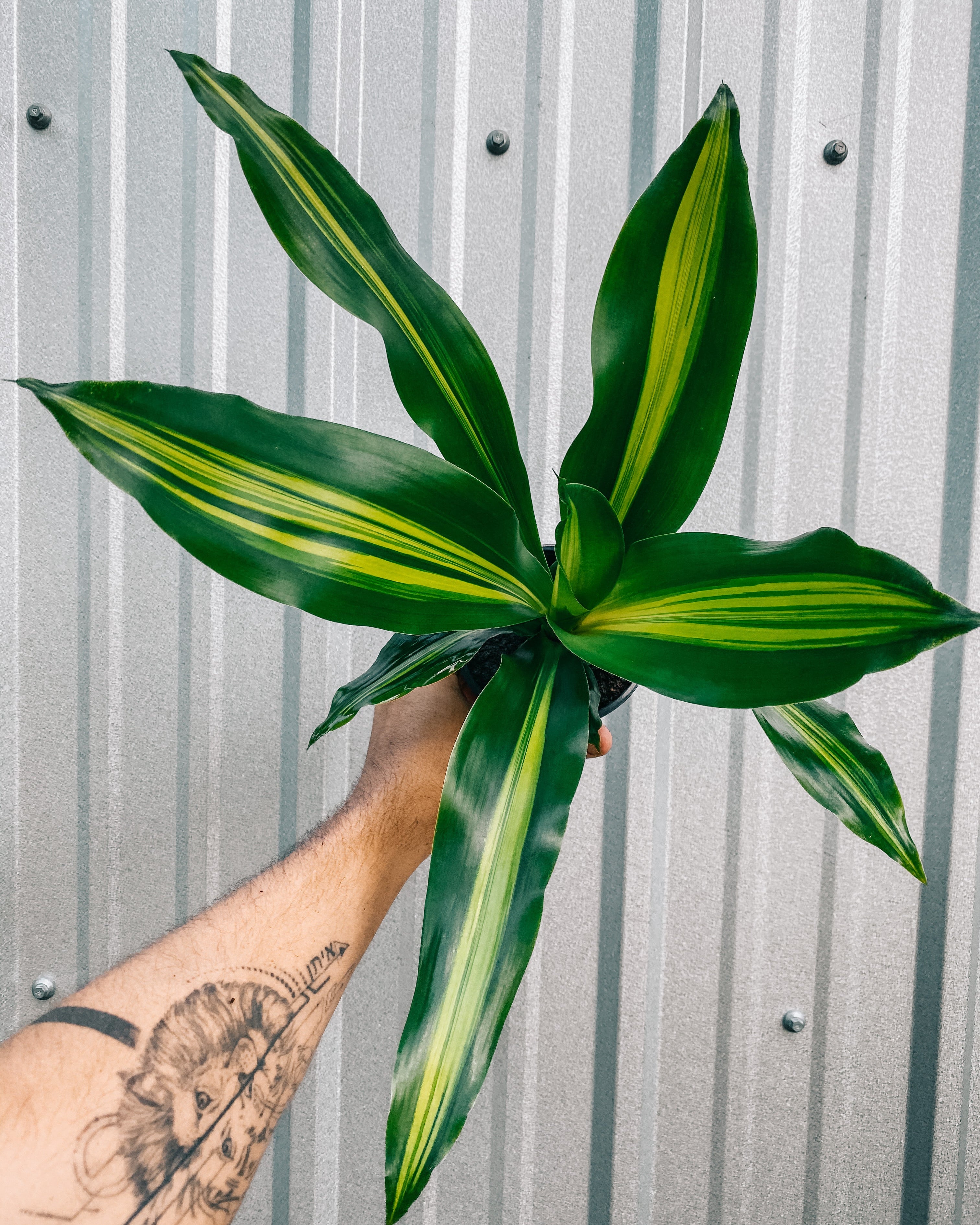 dracaena giganta 4" Dracaena 'Giganta' – BWH Plant Co