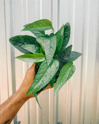 A person holding a potted Epipremnum 'Cebu Blue' plant against a metal background.
