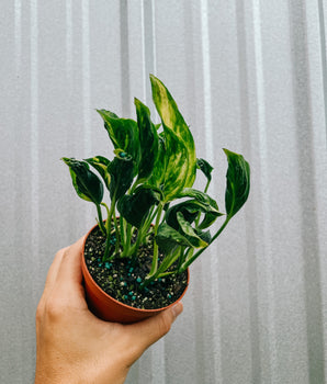 4" Epipremnum 'Shangri La'