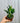 4" Epipremnum 'Shangri La'