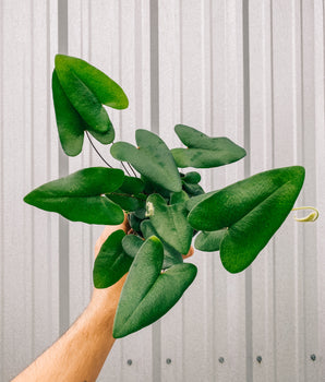 A person holding a 4-inch Heart Fern houseplant with heart-shaped fronds.